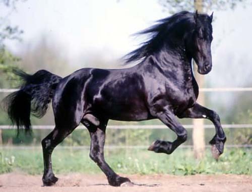 A majestic Friesian horse at the Santa Teresa di Riva Spring Festival